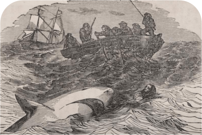 great-white-shark-romance-traveledit