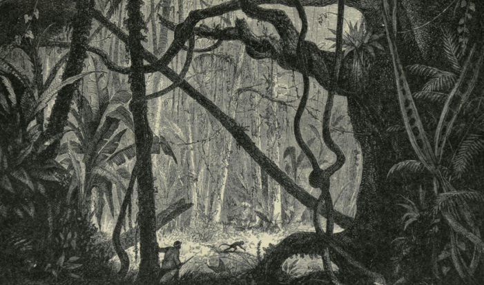 high-woods-west-indies